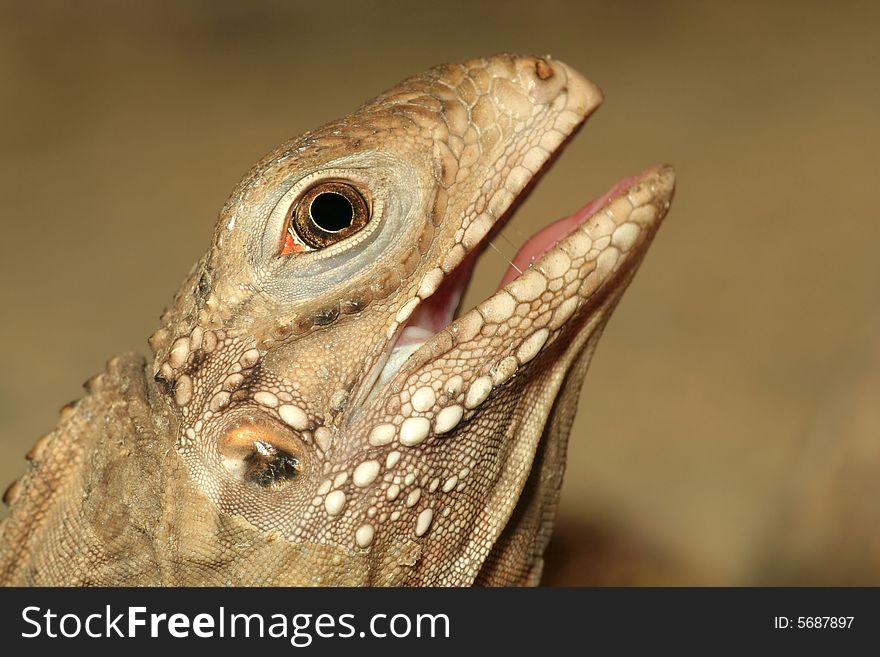 Portrait of little lizard with open mouth. Portrait of little lizard with open mouth