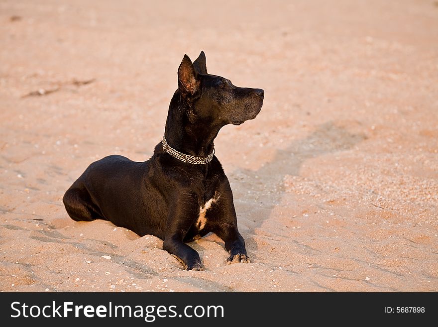 Pets series: black dog with collar on the beach. Pets series: black dog with collar on the beach