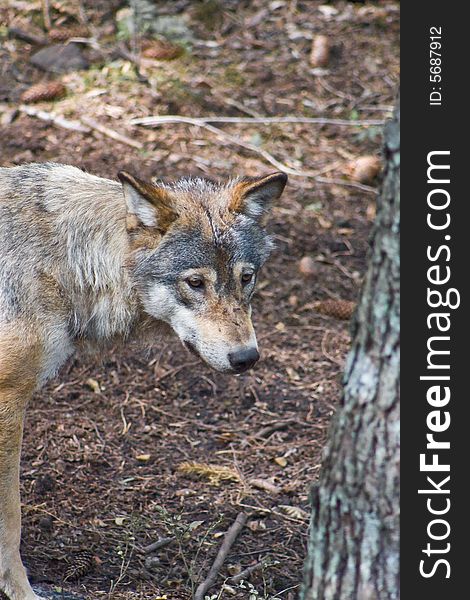 Wolf walking around in the forrest. Wolf walking around in the forrest