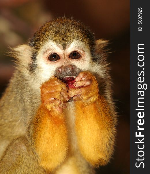 Portrait of squirrel monkey kid