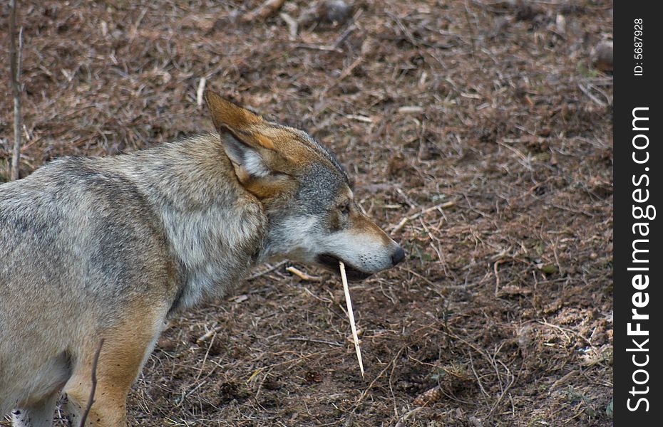 Wolf walking around with a twig. Wolf walking around with a twig