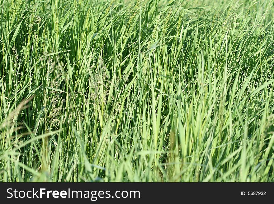 Green grass as a natural background