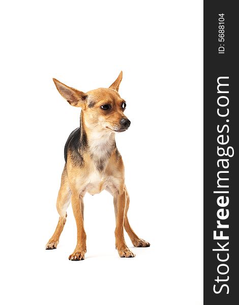 Little doggy (toy terrier) isolated on white. Little doggy (toy terrier) isolated on white