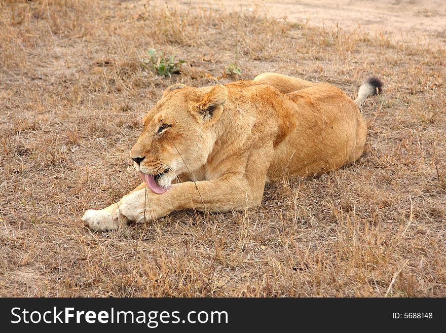 Lioness in Sabi Sands Reserve, South Africa