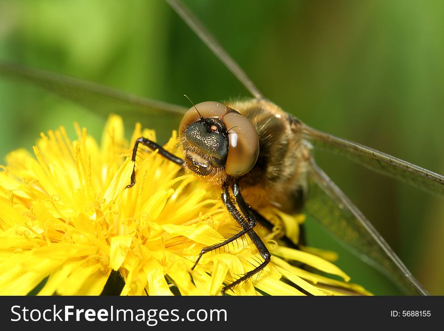 Dragonfly On Dandelion