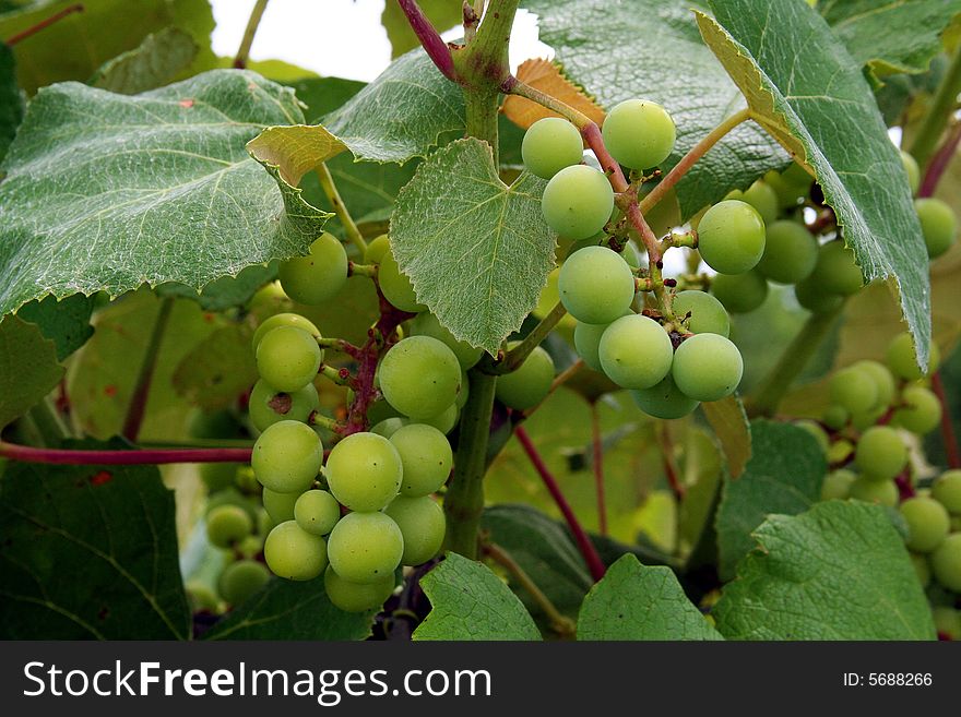 Clusters of grapes ripen on the vine. Clusters of grapes ripen on the vine.