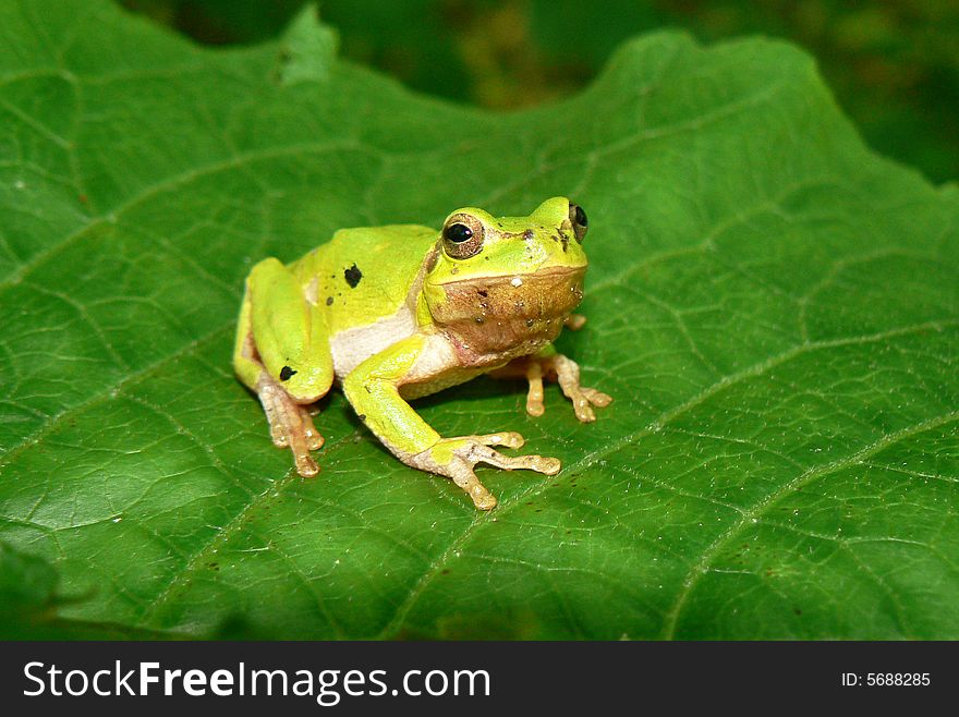 This green frog sits on the big sheet of a plant. It is photographed on Caucasus, illustrates the nature of this district. This green frog sits on the big sheet of a plant. It is photographed on Caucasus, illustrates the nature of this district.