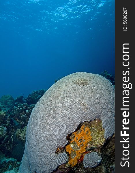 Large Brain coral reef on the island of Bonaire