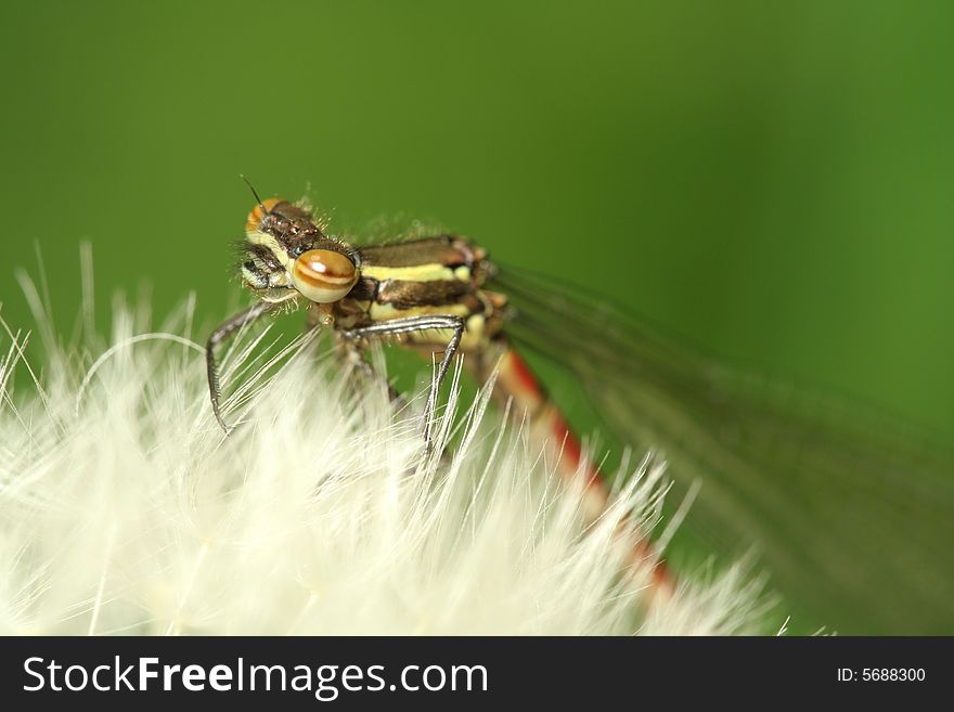 Detail of little red dragonfly