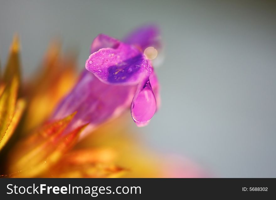 Close up on a beautiful violet flower with water drop