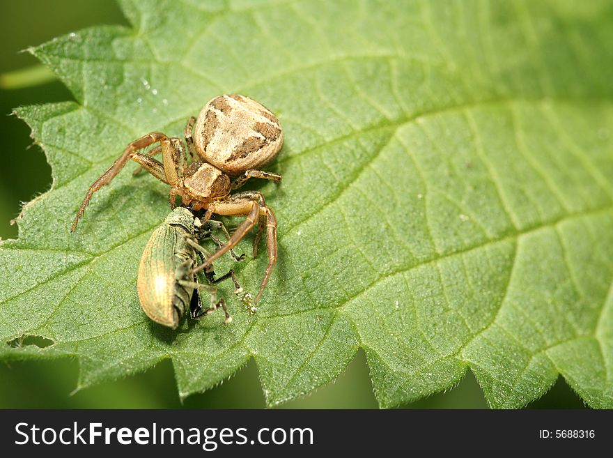 Dark spider with prey sitting on leaf