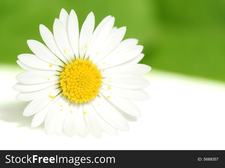 White daisy isolated on white-green background