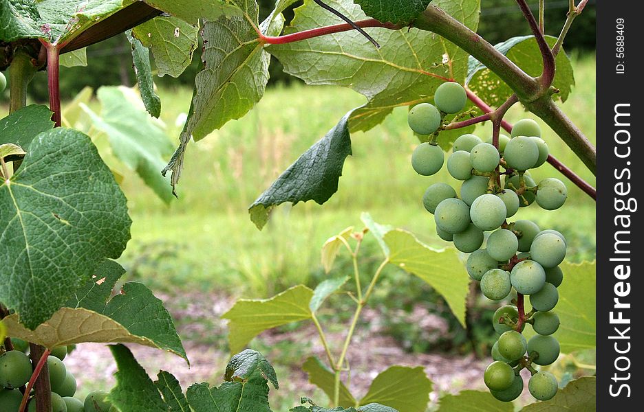 A grape hangs from a vine in the vineyard. A grape hangs from a vine in the vineyard.