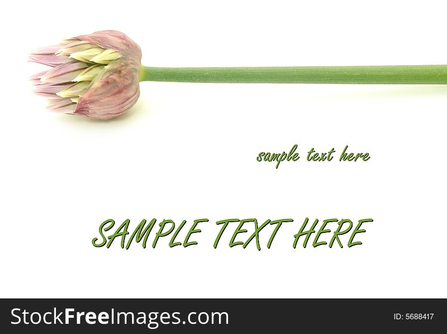 Blooming chives isolated on white background