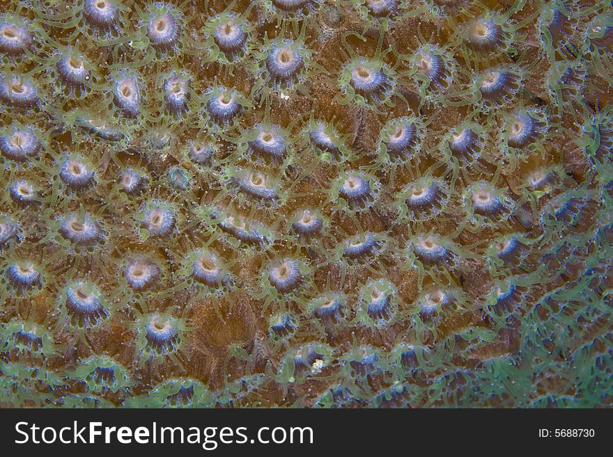 Underwater Bonaire coral polyps extende3d at night. Underwater Bonaire coral polyps extende3d at night