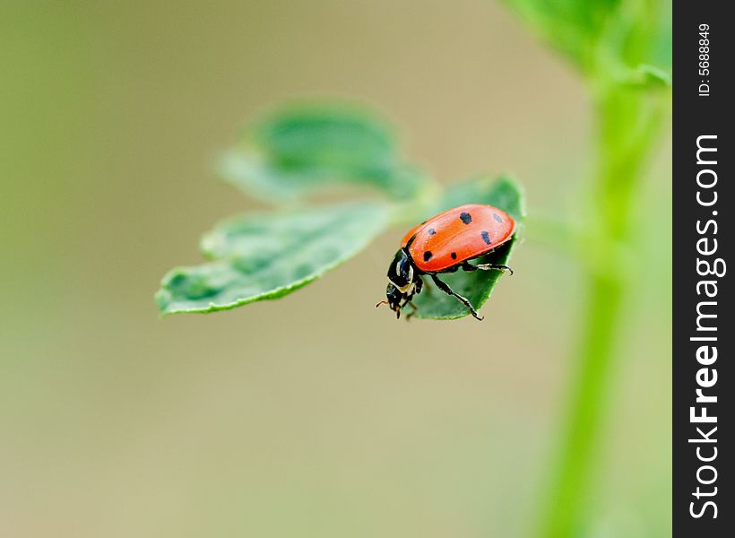 A macro shot of a ladybug climbing on a leaf