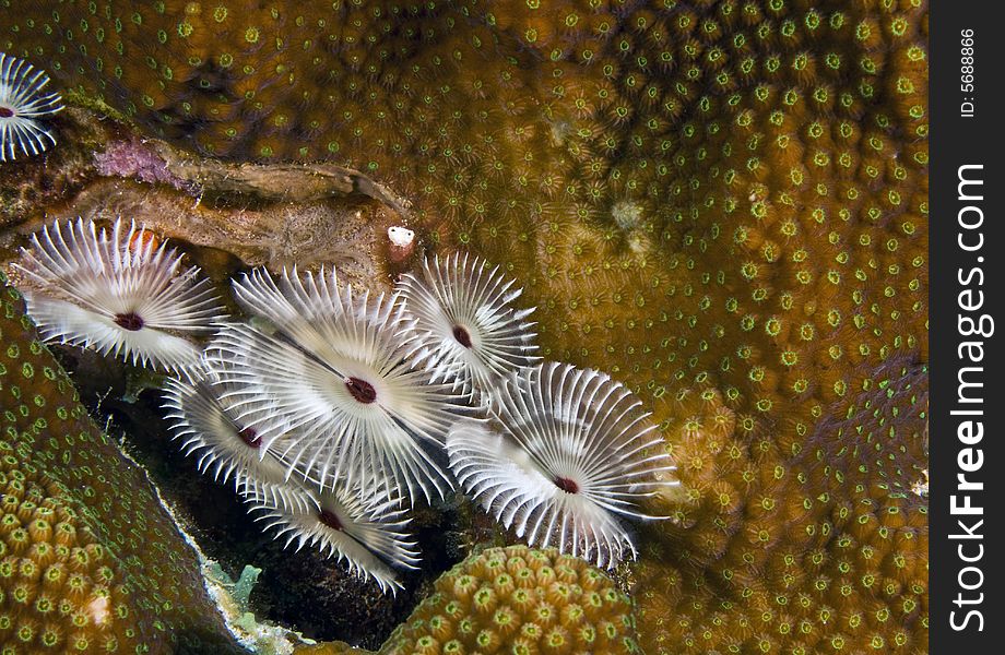 Coral Polyps at night