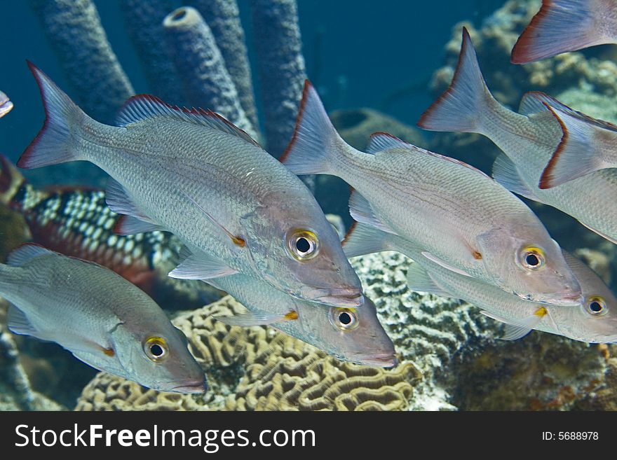 Schoolmaster snapper schooling on coral reef in Bonaire