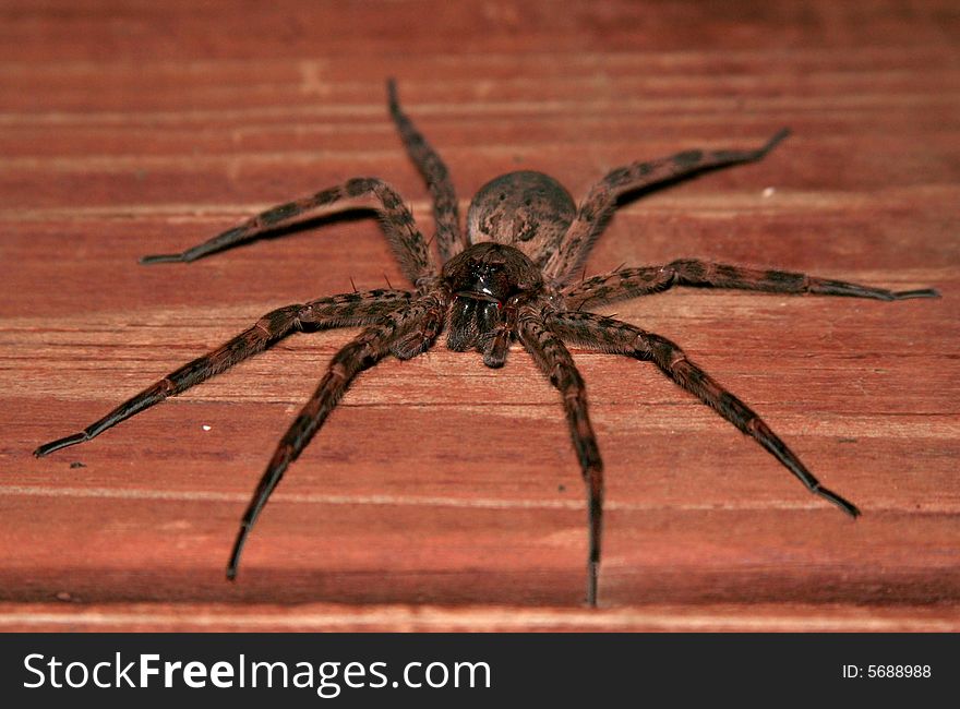 A huge tarantula spider on a wooden deck. A huge tarantula spider on a wooden deck.