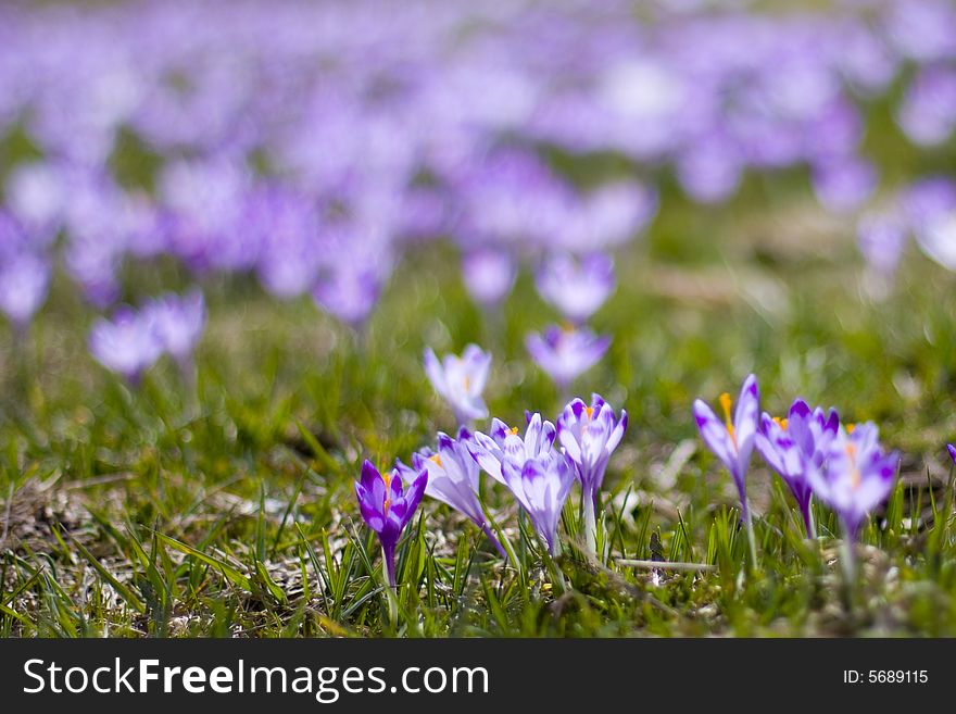 Small and violet crocuses on the meadow