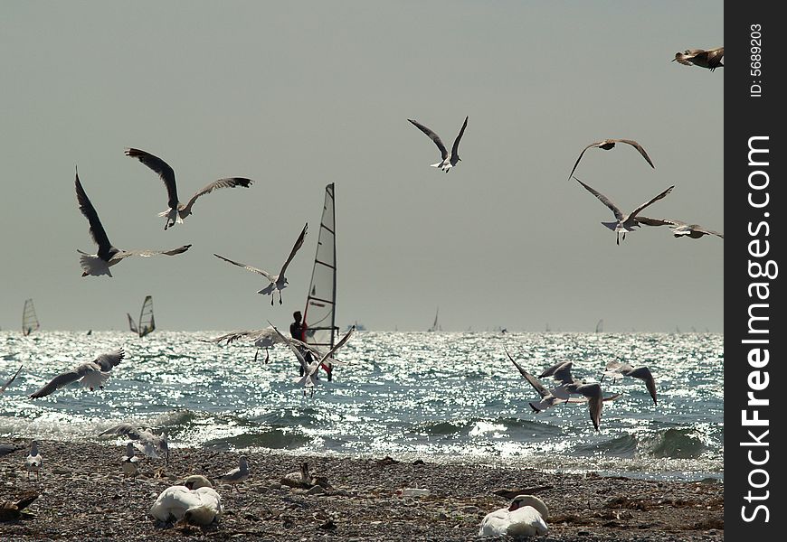 Windsurfing lake garda italy. Group of seagulls follow a windsurfer
Lago di Garda - italy. Windsurfing lake garda italy. Group of seagulls follow a windsurfer
Lago di Garda - italy