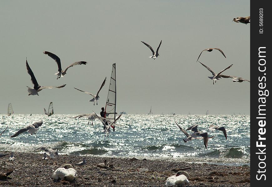 The Windsurfer & The Seagulls