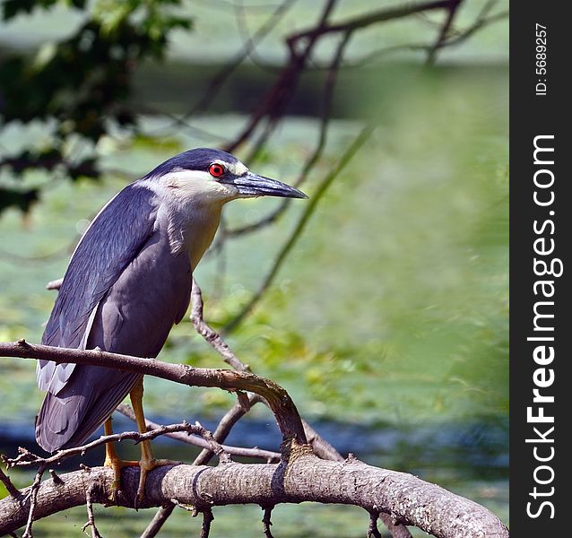 Close-up Black-crowned Night Heron stands above the water on a branch and looks out fish. Close-up Black-crowned Night Heron stands above the water on a branch and looks out fish