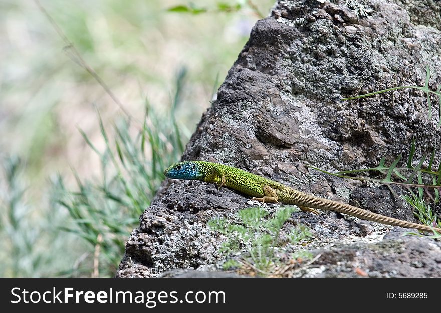Green lizard creeps on a grey stone