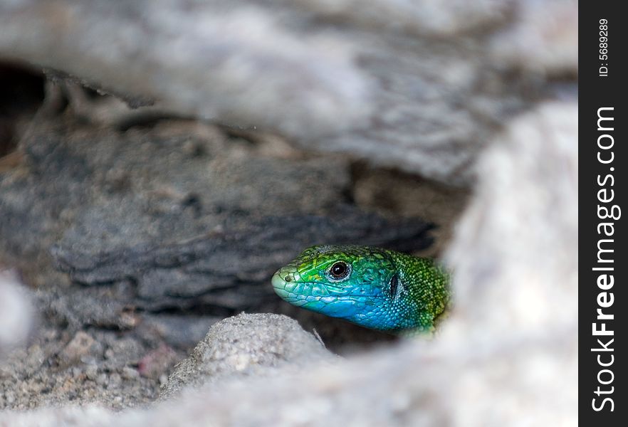 A lizard hid in the burrow under ground