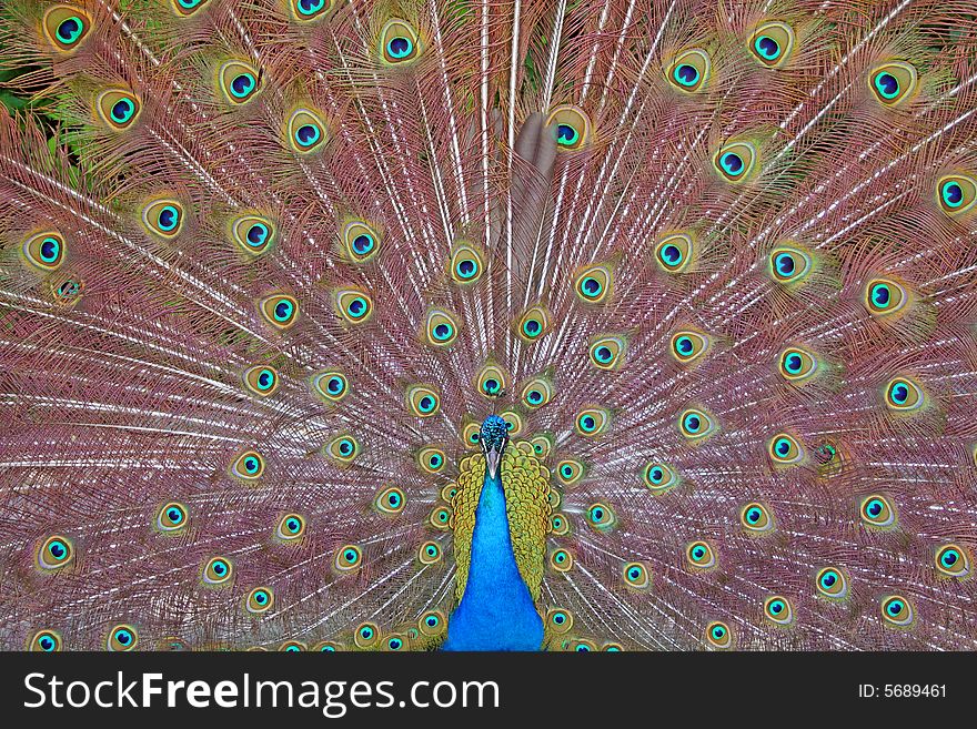 A Beautiful Peacock.