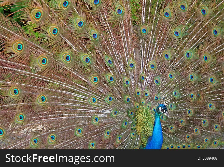 A beautiful peacock in love. A beautiful peacock in love.