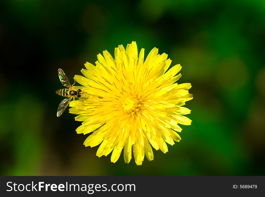 Dandelion with small bee in macro