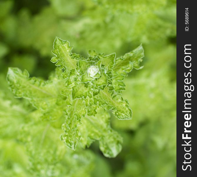 Close-up of mint plant, shallow depth of field. Close-up of mint plant, shallow depth of field.