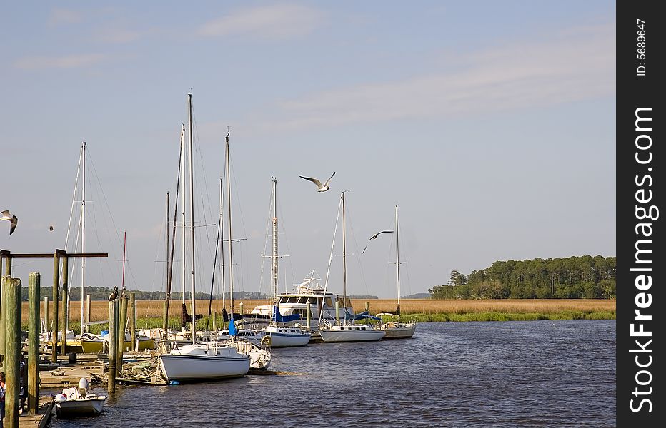 Seagulls at Marsh Docks