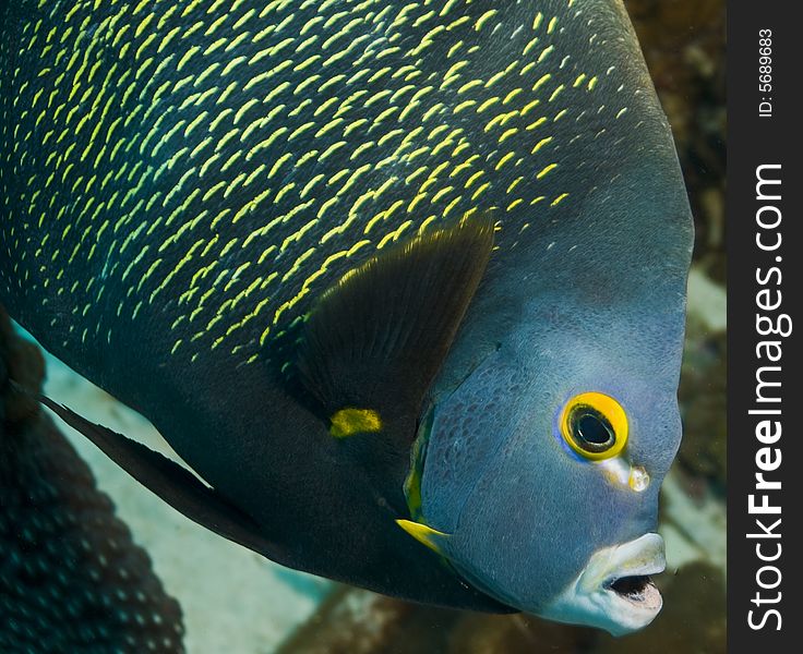 Underwater Bonaire close up of French Angel fish