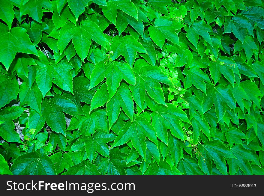 Grape Hedge