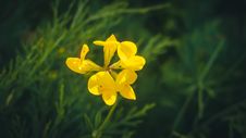 Beautiful Yellow Flower Lotus Corniculatus With Beautiful Petals Stock Photo