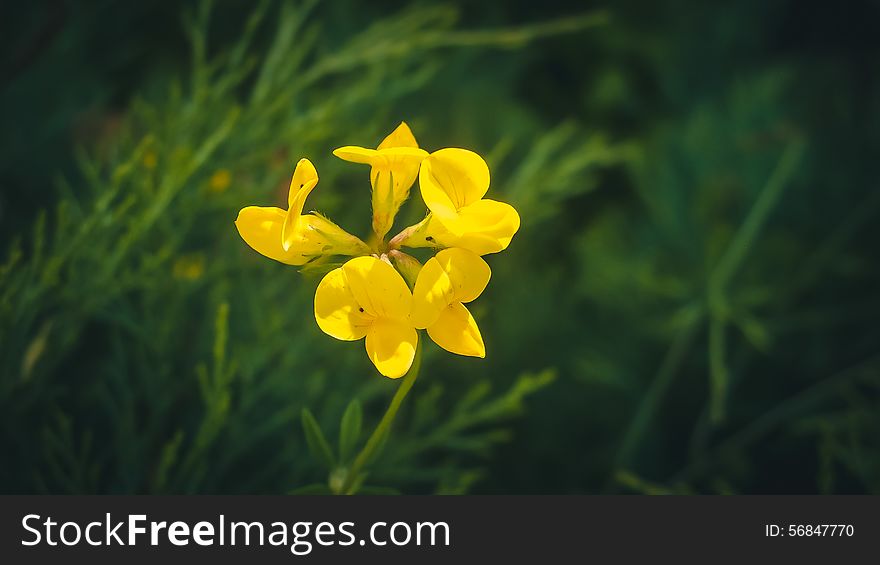 Beautiful yellow flower Lotus corniculatus with beautiful petals in the form of slices