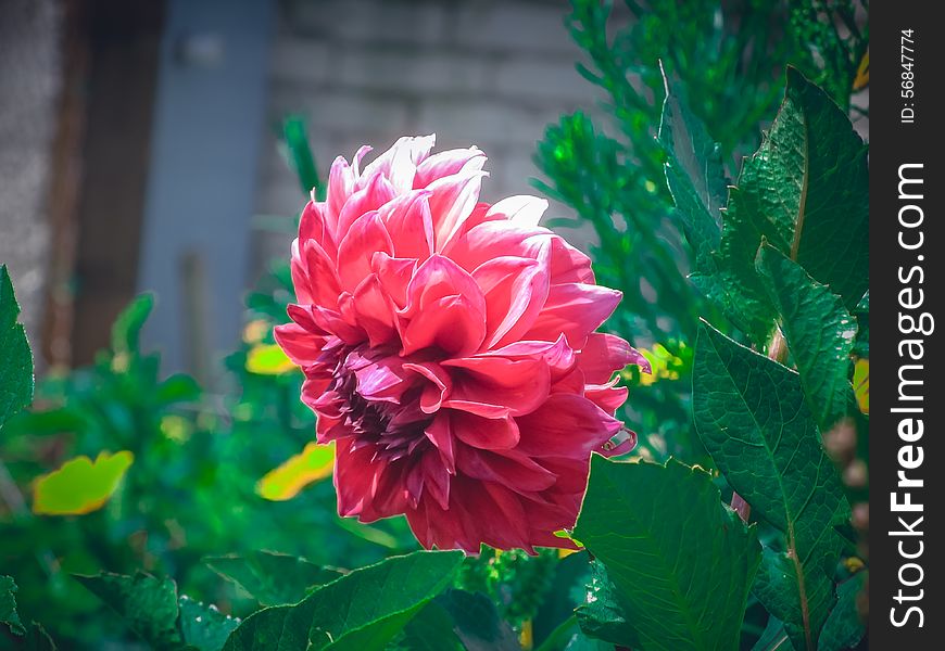 Big red dahlia flower on a green background