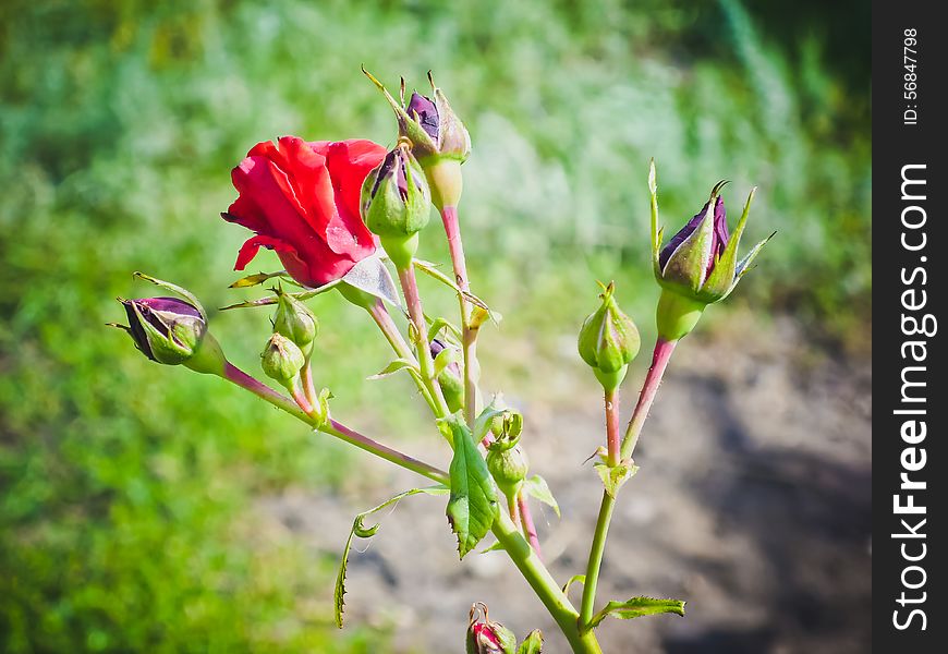 Tender young twig roses with swollen buds on a green background