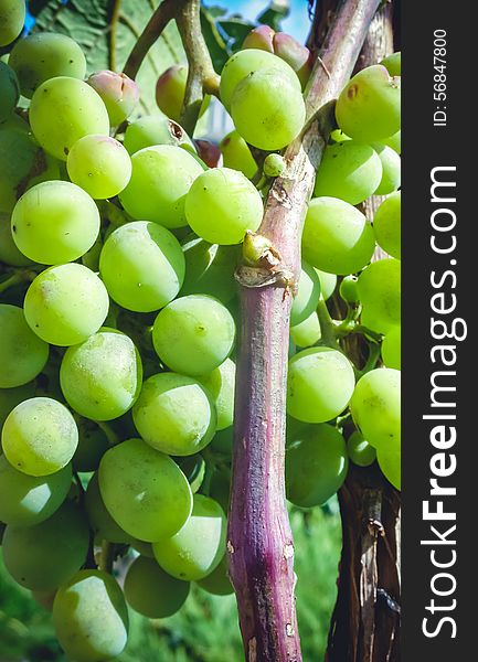 Young big green grapes hanging on the vine purple