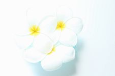White Flowers - Plumeria Acutifolia Stock Images White Flowers - Plumeria Acutifolia Stock Images