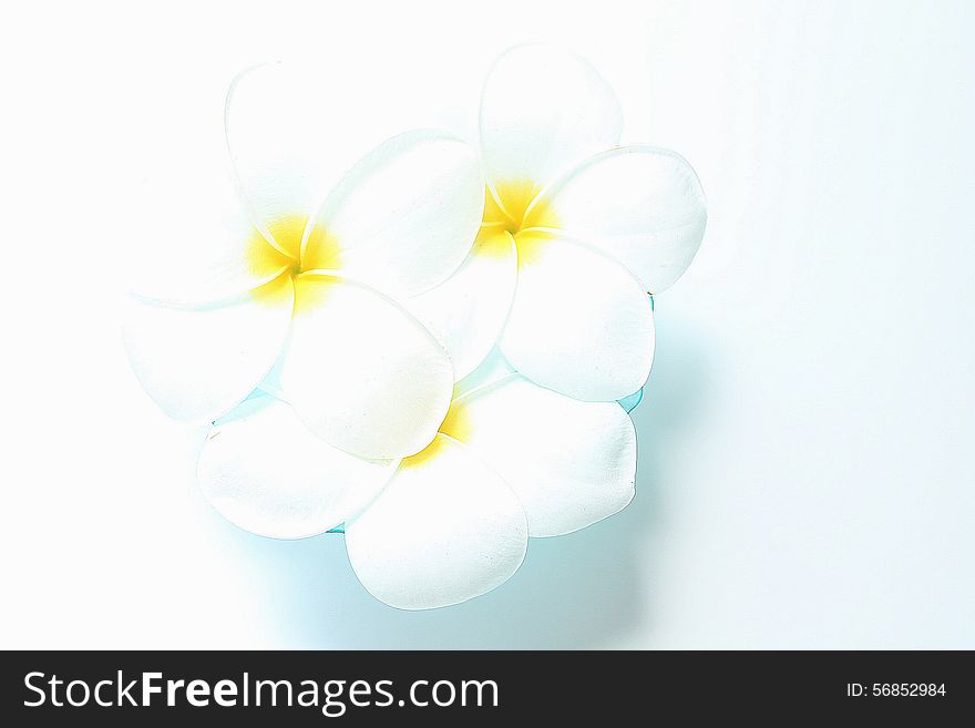 Close up on a beautiful group of white flowers of Plumeria variety acutifolia, in a high key effect. Close up on a beautiful group of white flowers of Plumeria variety acutifolia, in a high key effect.