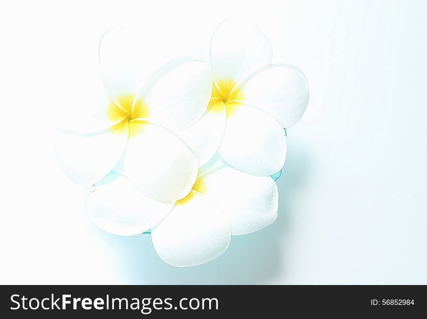 White flowers - Plumeria acutifolia