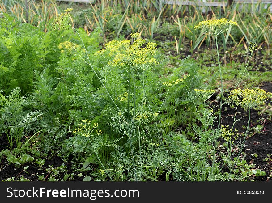 Edible vegetable plant umbrella fennel, carrots and garlic. Edible vegetable plant umbrella fennel, carrots and garlic.