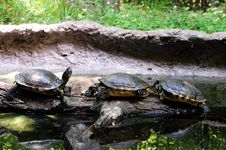 Turtles On A Rock Stock Photography Turtles On A Rock Stock Photography