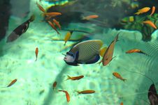 Shoal Of Colorful Tropical Fish Royalty Free Stock Image
