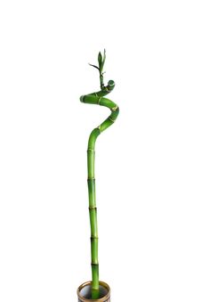 Isolated Green Branch Bamboo Stock Image Isolated Green Branch Bamboo Stock Image
