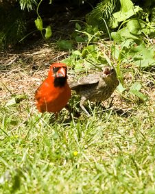 Cardinal And Young Royalty Free Stock Photos