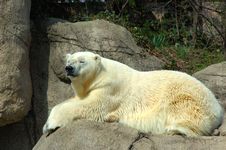 Polar Bear Royalty Free Stock Photos Polar Bear Royalty Free Stock Photos